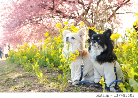 河津桜と菜の花の春風景にたたずむチワワ2匹 137483503