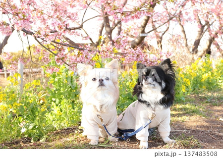 河津桜のピンクと菜の花の黄色が映えるチワワ2匹 137483508