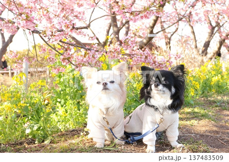 黄色い菜の花畑とピンクの河津桜の前に座るチワワ2匹 137483509