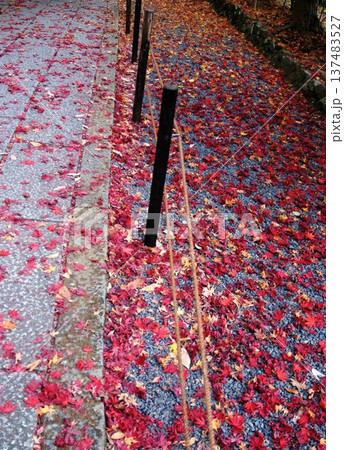 地面に落ちた紅葉 137483527