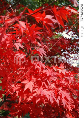 真っ赤な紅葉 137483528