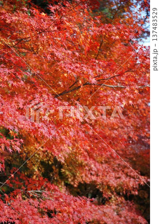 真っ赤な紅葉 真っ赤な紅葉 137483529