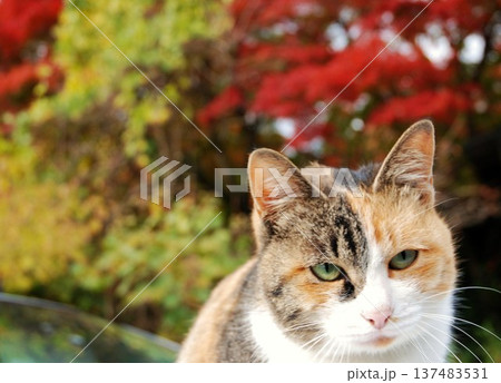 紅葉と猫 紅葉と猫 137483531