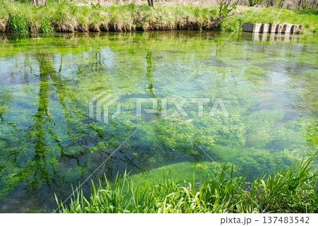 4月の澄んだ蓼川 4月の澄んだ蓼川 137483542