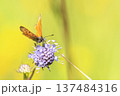 Small Copper butterfly (Lycaena phlaeas) perched on purple wildflower in sunlit summer meadow. 137484316