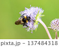 Macro shot of bumblebee (Bombus) collecting pollen on purple wildflower with soft green blurred background. 137484318