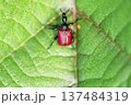 Macro shot of Hazel-leaf roller weevil (Apoderus coryli) on bright green leaf. Small beetle with vibrant red elytra and long black neck perched on textured leaf surface in its natural habitat. 137484319