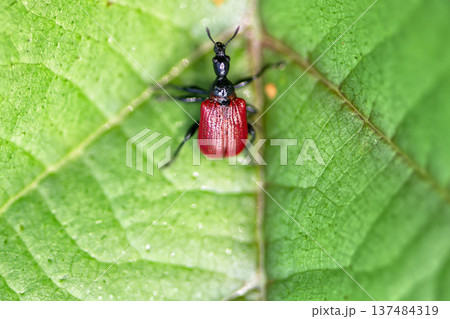 Macro shot of Hazel-leaf roller weevil (Apoderus coryli) on bright green leaf. Small beetle with vibrant red elytra and long black neck perched on textured leaf surface in its natural habitat. Macro shot of Hazel-leaf roller weevil (Apoderus coryli) on bright green leaf. Small beetle with vibrant red elytra and long black neck perched on textured leaf surface in its natural habitat. 137484319