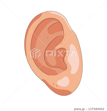 Illustration of human ear 137484402