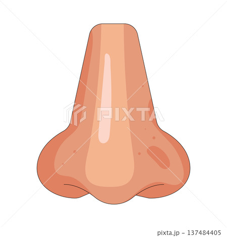 Illustration of human nose Illustration of human nose 137484405