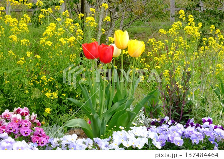 花壇に咲く花々　【相模原市津久井　4月】 137484464