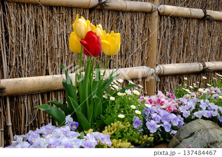 和風花壇に咲く花々 【相模原市津久井 4月】 和風花壇に咲く花々 【相模原市津久井 4月】 137484467