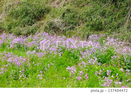 野に咲くショカッサイ 【相模原市津久井 4月】 野に咲くショカッサイ 【相模原市津久井 4月】 137484472