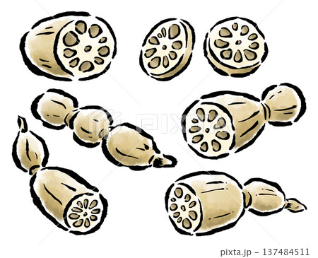 蓮根　カット・輪切り・数珠繋ぎなど　筆タッチ手描きイラスト 137484511