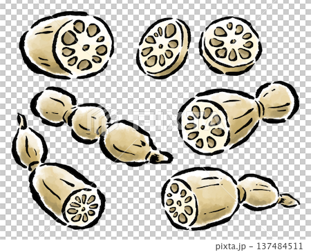 蓮根　カット・輪切り・数珠繋ぎなど　筆タッチ手描きイラスト 137484511