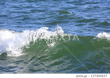 晩夏の葉山 137484637