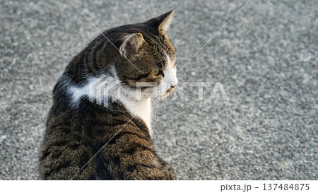野良猫 野良猫 137484875