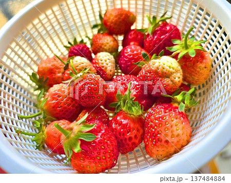 家庭菜園　庭先で育った真っ赤なイチゴ 137484884