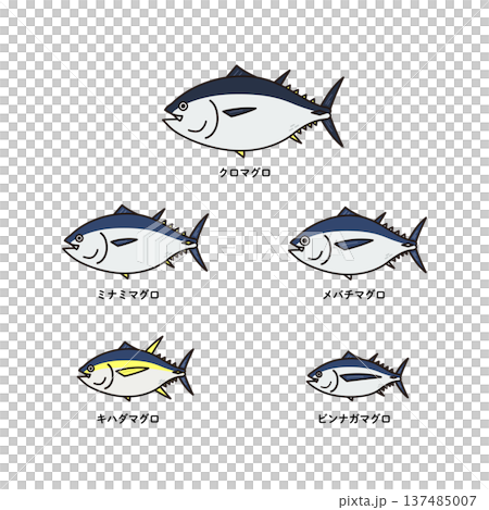 五種鮪魚的示意圖 137485007