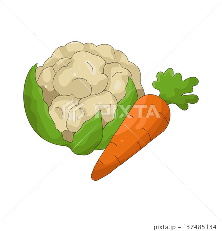 Illustration of Cauliflower and carrot Illustration of Cauliflower and carrot 137485134