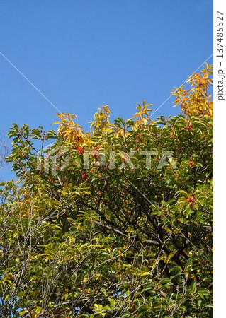 クロガネモチの赤い実・2025年12月 137485527