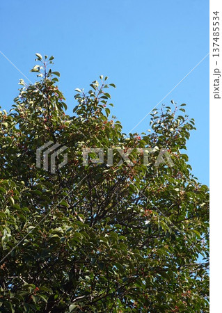 クロガネモチの赤い実・2025年12月 137485534