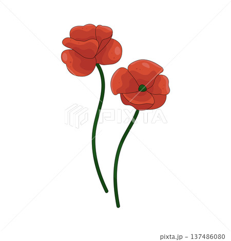 Illustration of red poppy flower Illustration of red poppy flower 137486080