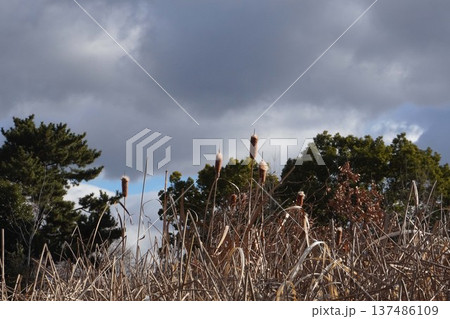 綿毛になり始めたガマの穂・2026年1月 137486109