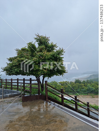 Park with trees and fences 137486253