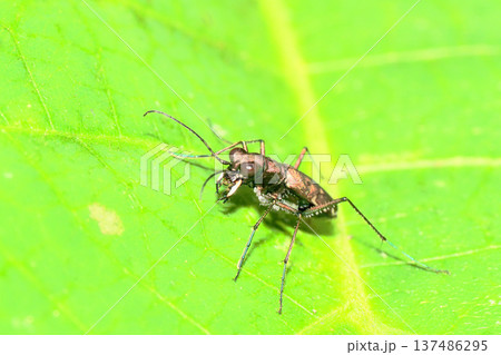 トウキョウヒメハンミョウ 137486295