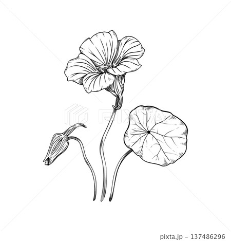 Three-quarter view of nasturtium flower sketch, botanical line art of Tropaeolum majus with open blossom, leaf and bud, hand-drawn vintage floral angled perspective isolated on white background. 137486296