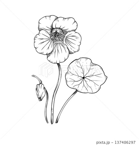 Nasturtium flower, bud and leaf botanical composition, set, hand-drawn vector sketch of Tropaeolum majus, vintage floral line art illustration isolated on white. For logo, invitation, packaging design 137486297