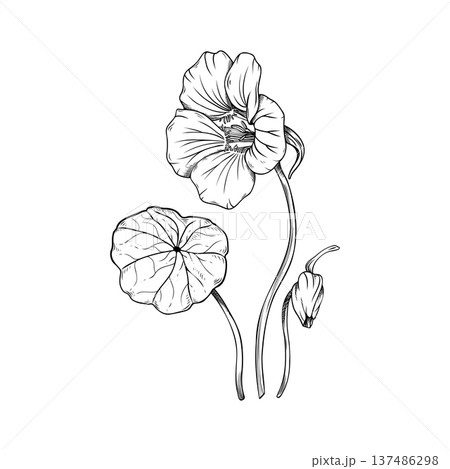 Side view of nasturtium flower sketch, botanical line art of Tropaeolum majus with leaf and bud, hand-drawn vintage floral profile element isolated on white. For logo, invitation, packaging design. 137486298