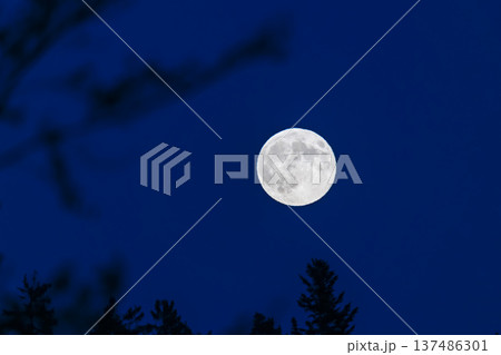 Full moon illuminating night sky above silhouetted trees Full moon illuminating night sky above silhouetted trees 137486301