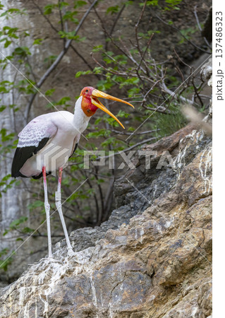 Yellow billed stork standing on cliff opening mouth Yellow billed stork standing on cliff opening mouth 137486323