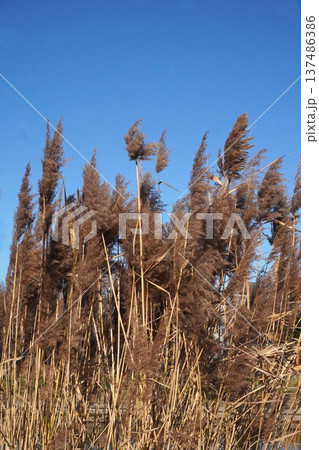 ヨシの花穂・2026年1月 137486386