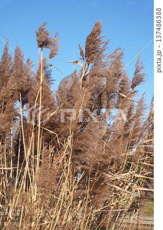 ヨシの花穂・2026年1月 137486388