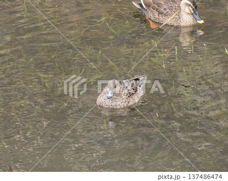 ヒドリガモ（メス）　大阪府枚方市 137486474