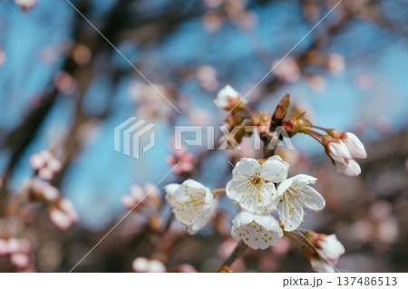 散歩途中の桜桃 散歩途中の桜桃 137486513