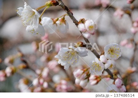 散歩途中の桜桃 散歩途中の桜桃 137486514