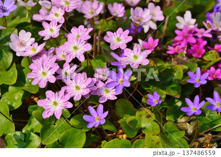 雪割草の花 137486559
