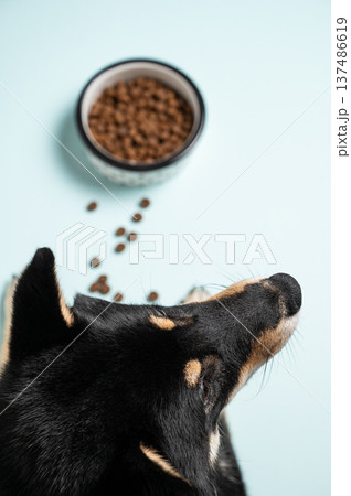 A black dog shiba inu lies near a full bowl of dry food on a blue isolated background. A black dog shiba inu lies near a full bowl of dry food on a blue isolated background. 137486619