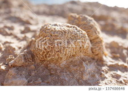 Macro close-up of fossilized coral lying on a sandy beach under bright natural sunlight.The clear texture of fossilized coral on the seashore. Remains of marine life. Red Sea, Egypt. 137486646