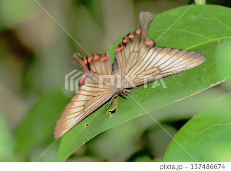 アゲハモドキ 137486674