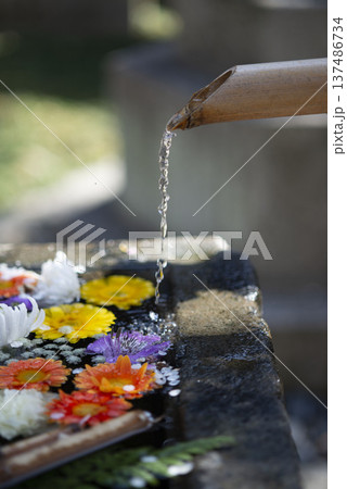 藤沢26223 常立寺1 花手水 藤沢26223 常立寺1 花手水 137486734