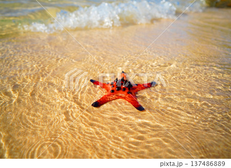Starfish on sandy beach in shallow sea. Bright starfish rests on sea sand beach. Red starfish 137486889