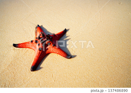 Starfish on sandy beach in shallow sea. Bright starfish rests on sea sand beach. Red starfish Starfish on sandy beach in shallow sea. Bright starfish rests on sea sand beach. Red starfish 137486890
