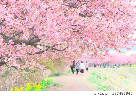 茅ヶ崎市を流れる小出川沿いの河津桜並木 137486949