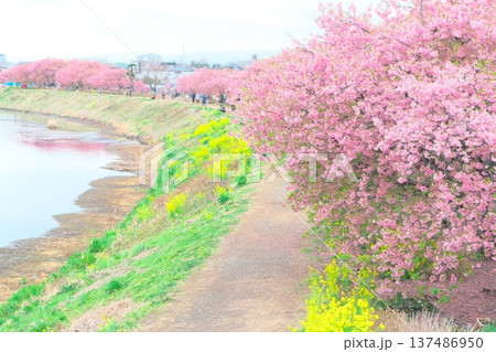 茅ヶ崎市を流れる小出川沿いの河津桜並木 茅ヶ崎市を流れる小出川沿いの河津桜並木 137486950
