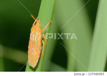 エビイロカメムシの幼虫 137486965